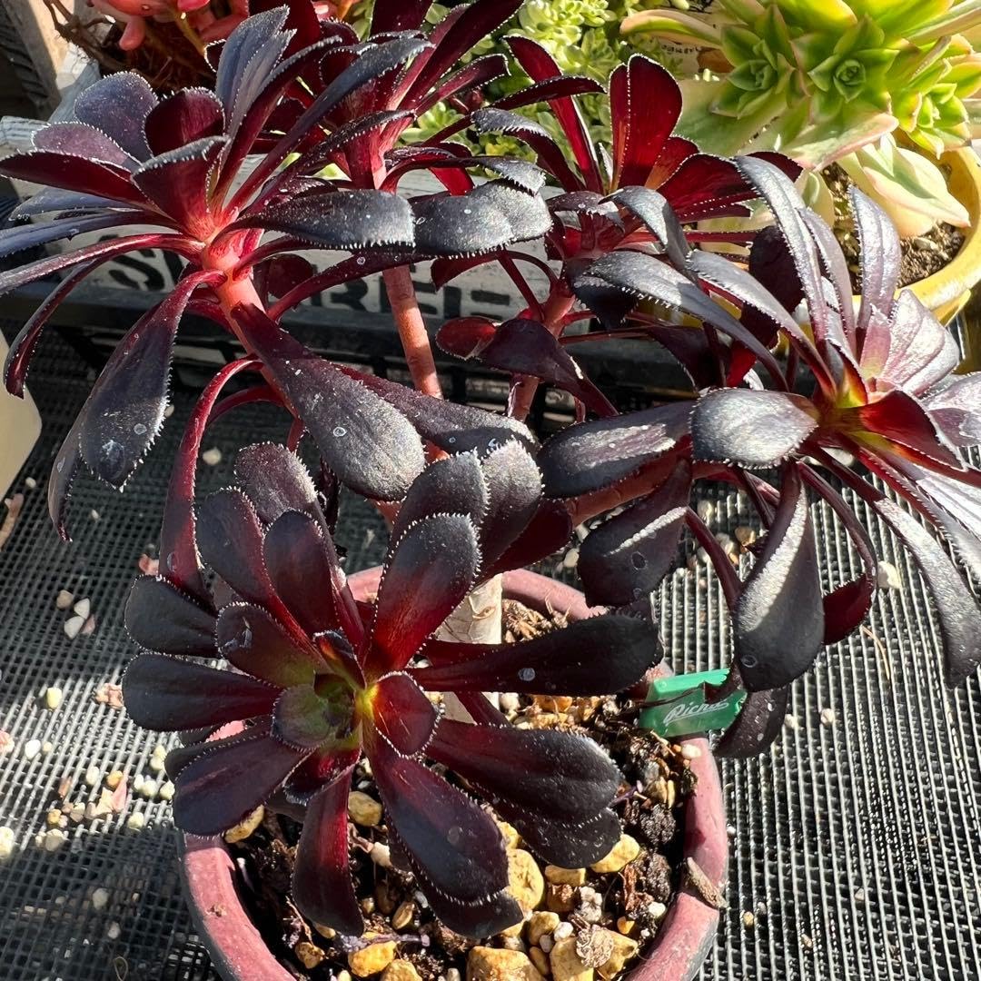 Amazon｜多肉植物?黒法師 抜き苗｜観葉植物 オンライン通販